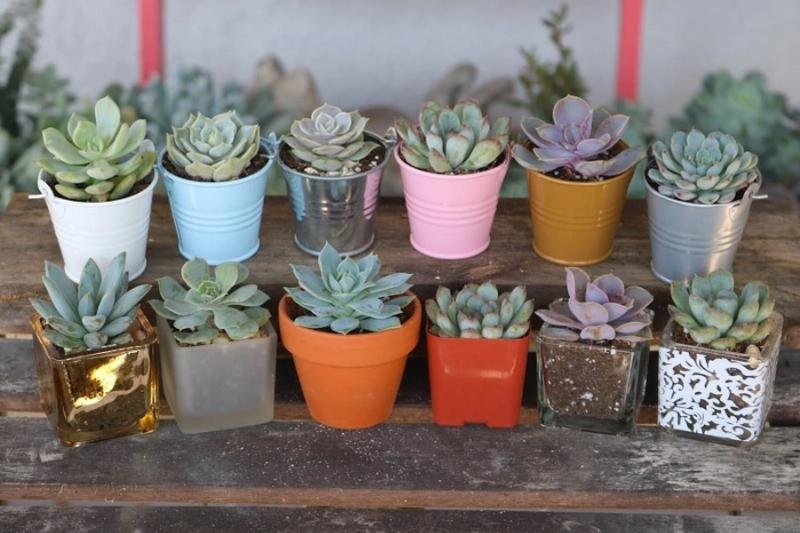 Các bước chi tiết để thay chậu cho cây sen đá phát triển tốt hơn